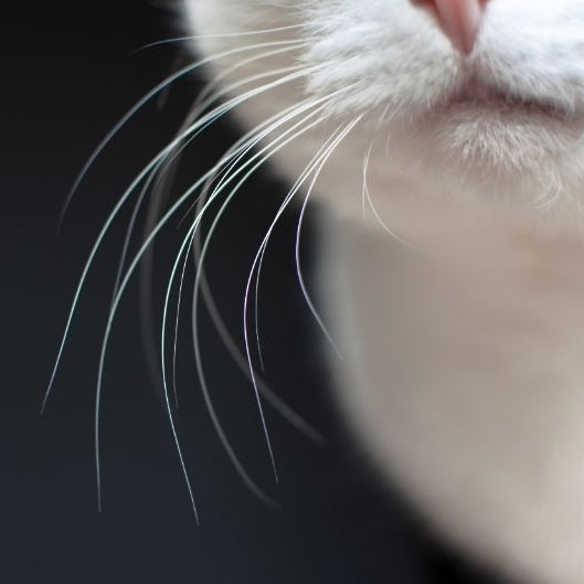 Whisker Fatigue: What Every Cat Parent Needs to Know