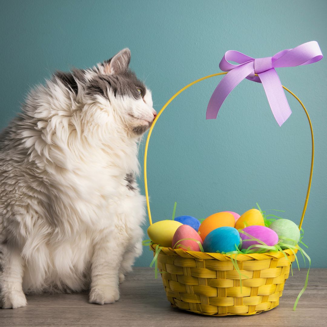 5 Ways to Celebrate Easter with Your Cat - prydepets.com.au