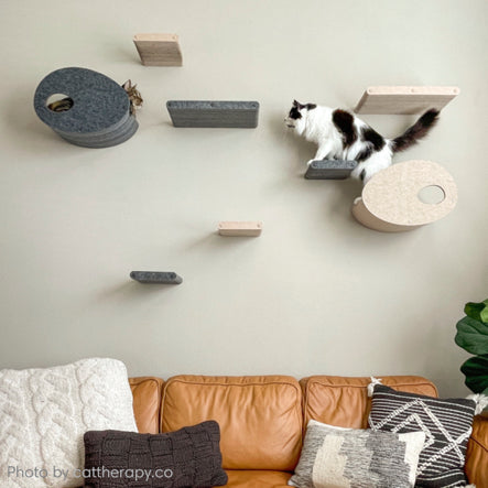 Connecting with the Cat Shelf Lady