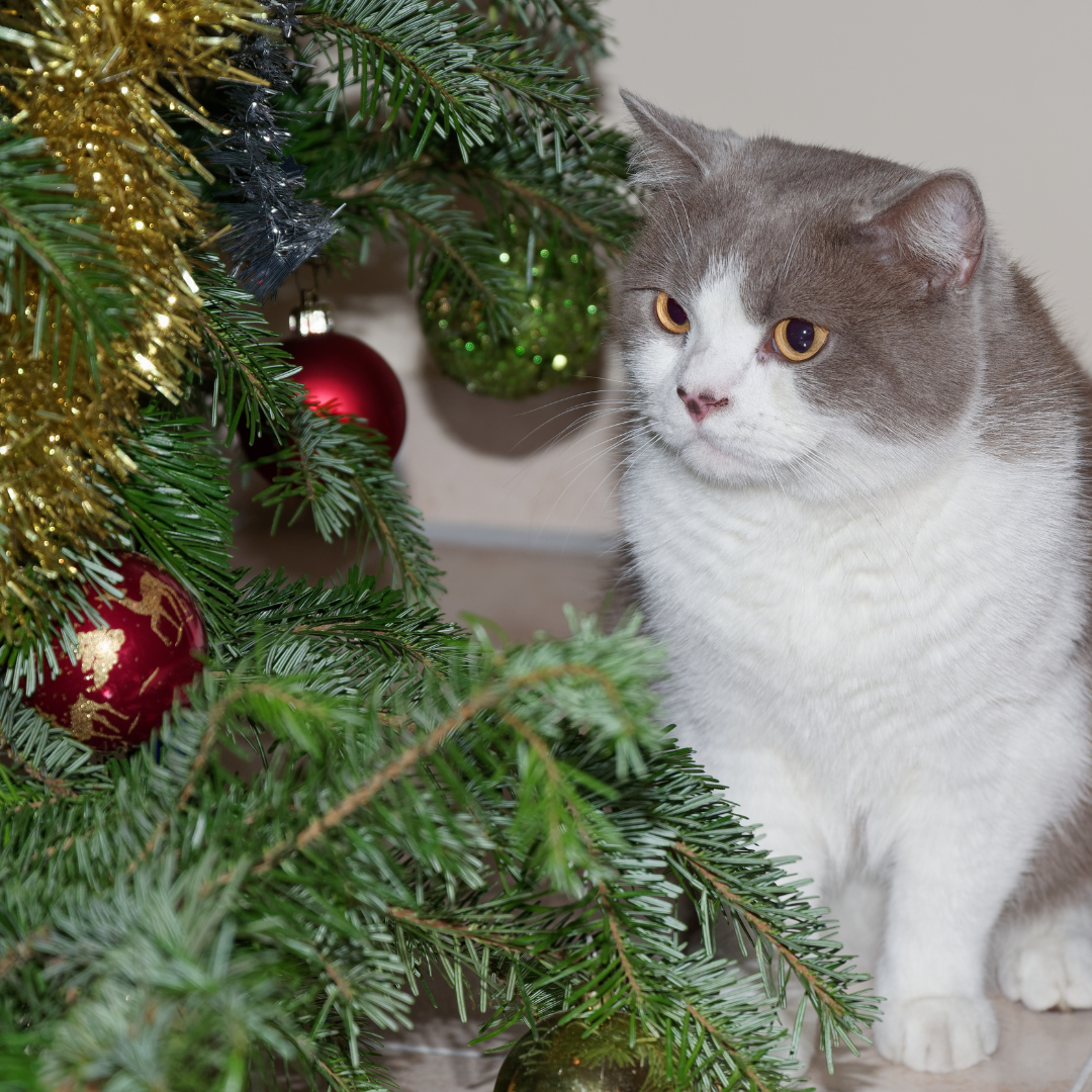 Cat looking at a christmas tree