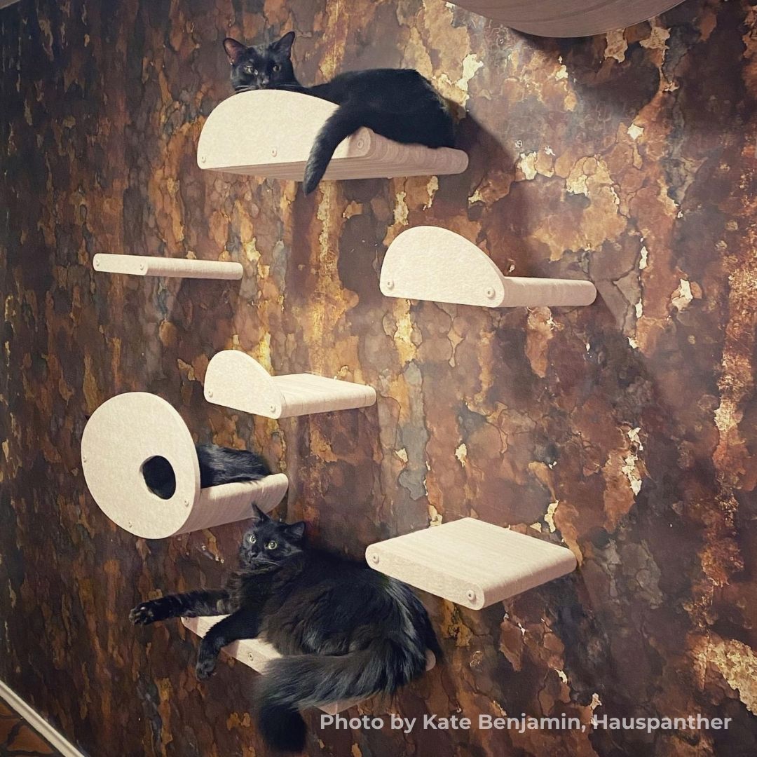 Why Felt Furniture is Purrfect for Indoor Cats