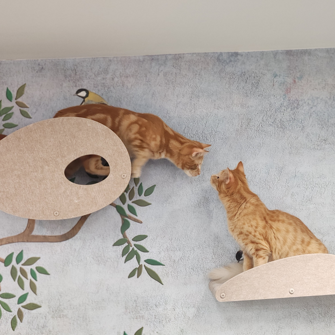 Wesley & Ginny, How Two Clinic Cats Found Their Purr-fect Playground