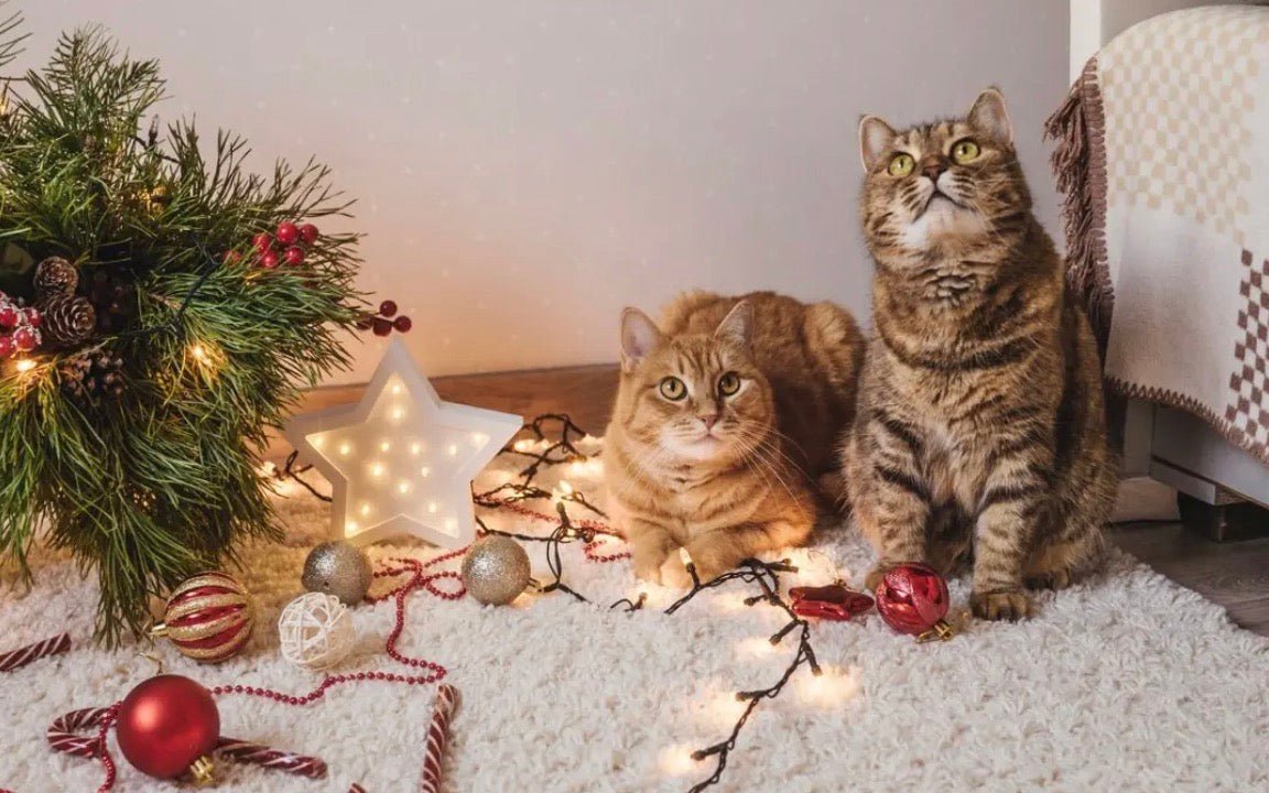 A Feline Filled Holiday: Enjoying the Season with Cats - prydepets.com.au
