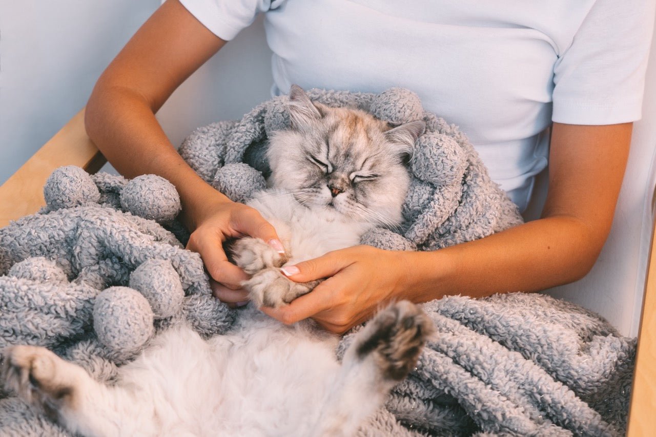 Apologising to Your Cat: Mending Feline Friendships - prydepets.com.au