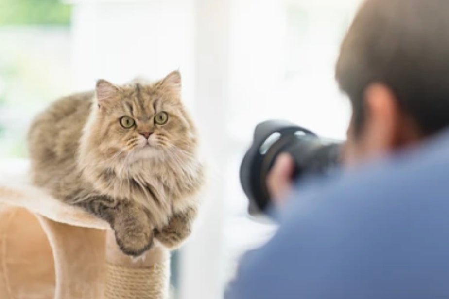Photographing and Filming Your Beloved Cats | Pryde Pets