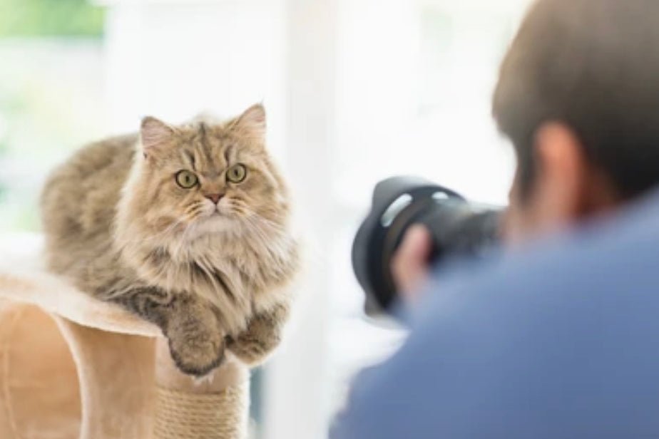 Capturing Memories: The Art of Photographing and Filming Your Beloved Cats - prydepets.com.au