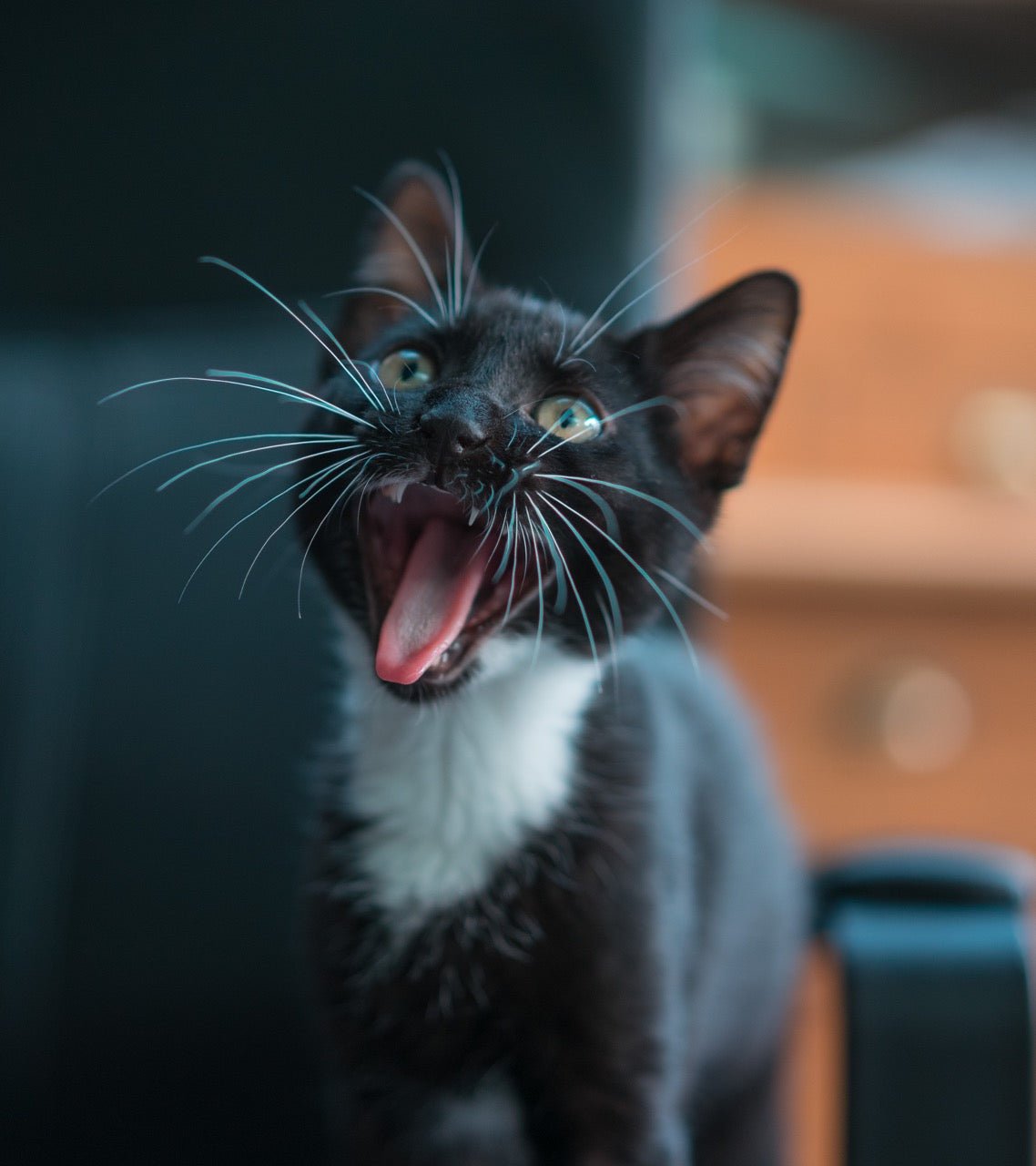 Cat Conversation: Decoding Your Feline Friend's Language - prydepets.com.au