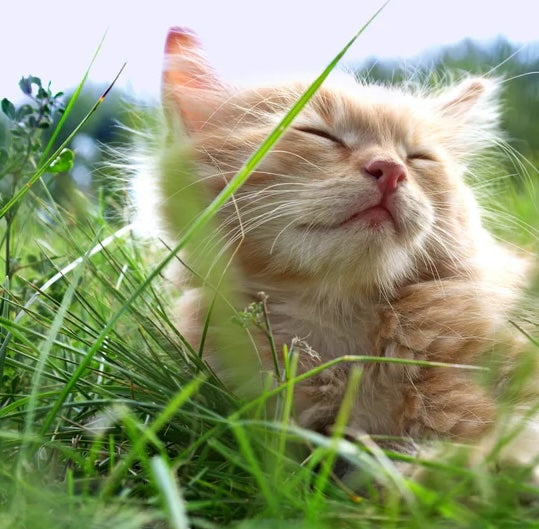 Sustainability of Pryde Pets Products and Why It Is Important To Your Cat