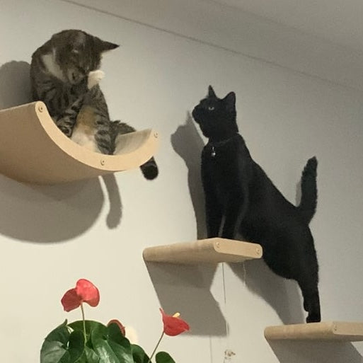 Top 5 Features to Look for in Cat Climbing Shelves for Large Cats