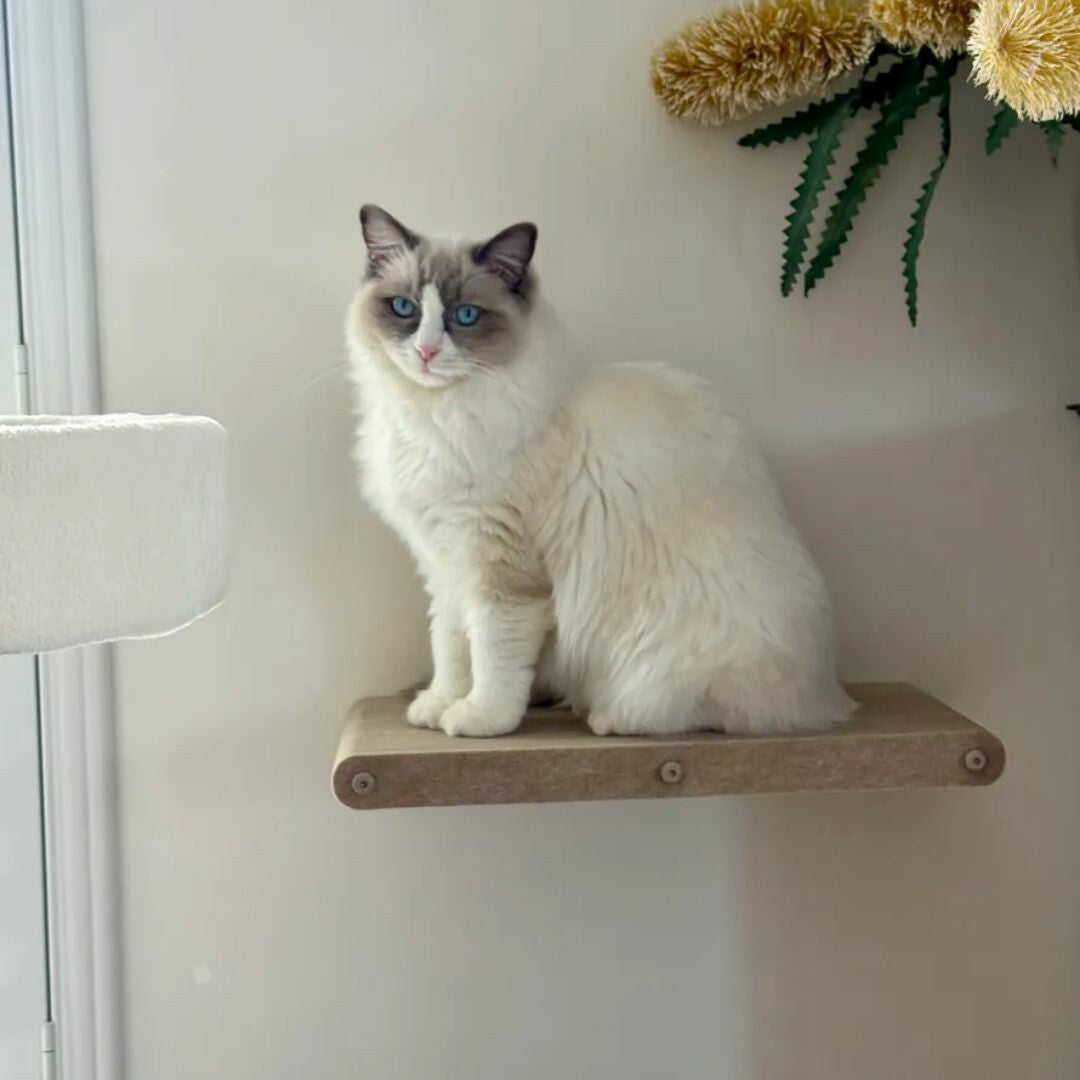 The Ultimate Guide to Minimalist Cat Furniture