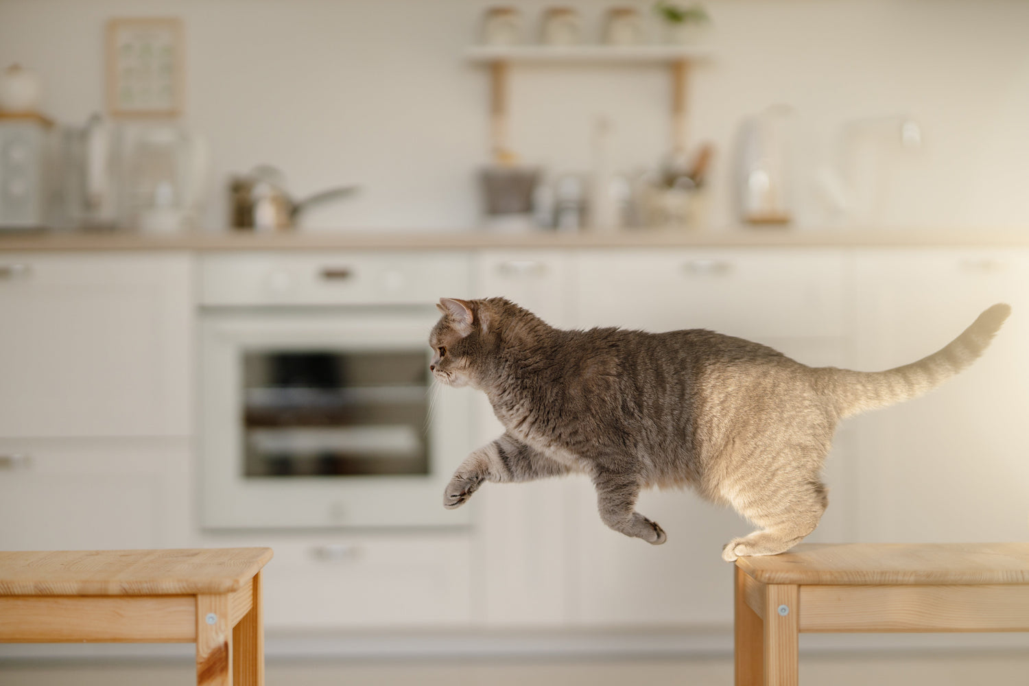 The Best Cat Climbing Shelves for Big Cats (That Won’t Fall Off the Wall)