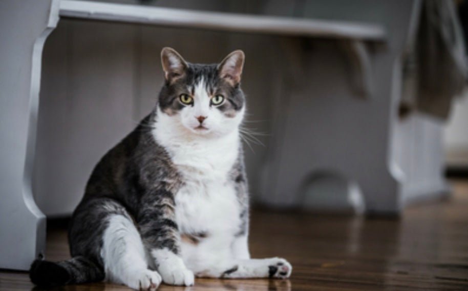 Tackling Obesity in Indoor Cats: Tips for a Healthier Feline Friend - prydepets.com.au