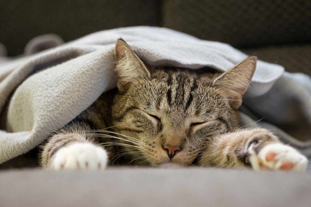 The Cosy Mystery: Why Does My Cat Sleep Under the Covers? - prydepets.com.au