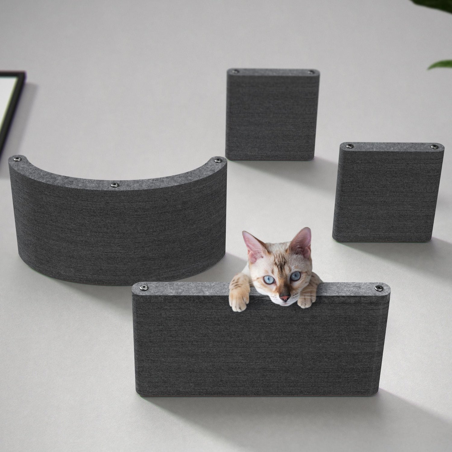 Cat Climbers